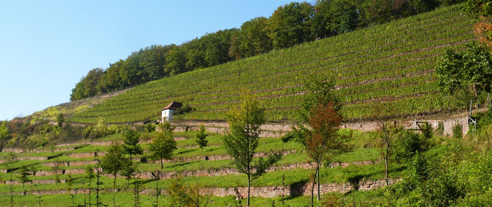 Die Terrassen-Weinberge am Satzenberg mit ihren Trockenmauern